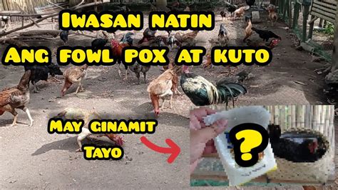 kuto ng manok sa tao|PAANO MAIWASAN ANG HANIP O KUTO SA .